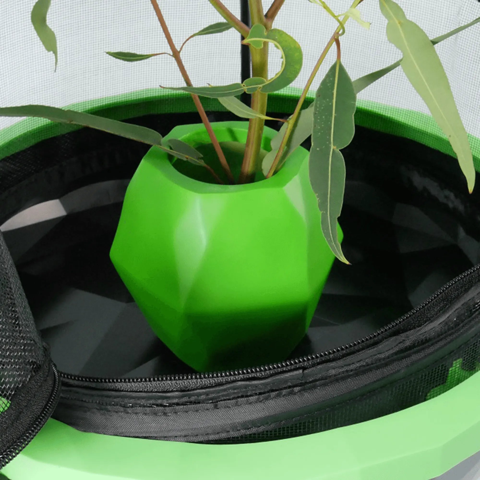 Insectimo Branch Jar | Aquarium and Reptiles | Amazing Amazon