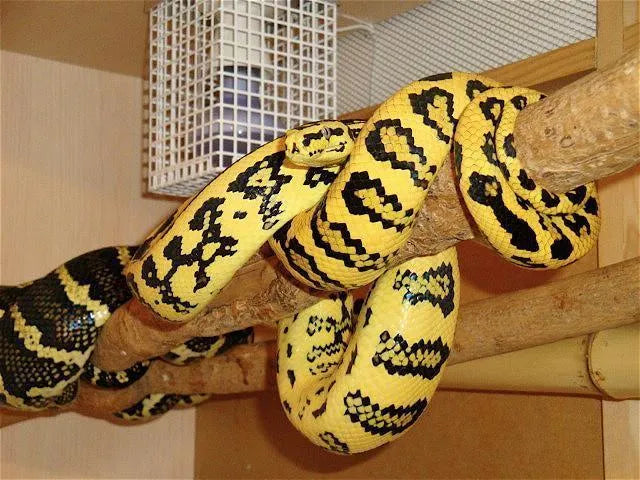 Jag Python's Super Jag Carpet Python