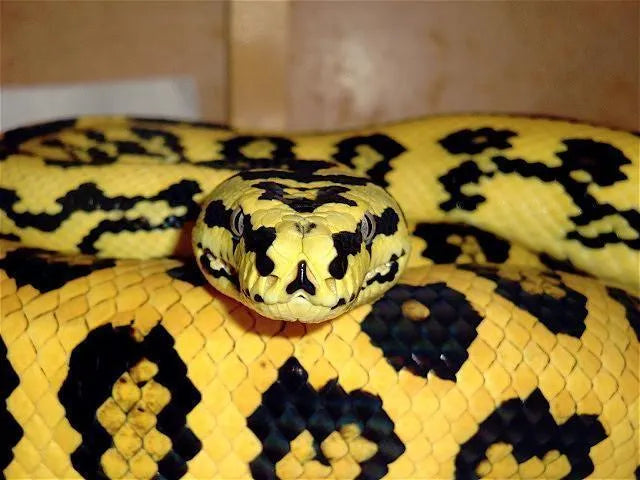 Jag Python's Super Jag Carpet Python