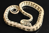 Jaguar Pythons - Amazing Amazon
