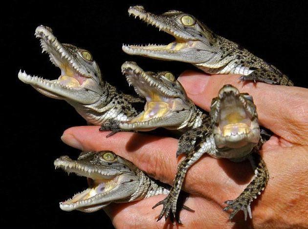 Johnstone Freshwater Crocodile - Amazing Amazon