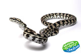 Jungle Carpet Python - Amazing Amazon
