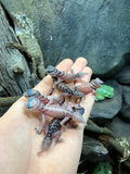 Knob Tailed Gecko (Nephrurus levis) - Amazing Amazon