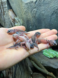 Knob Tailed Gecko (Nephrurus levis) - Amazing Amazon