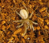 Kotzman Bird Eating Spiders - Amazing Amazon