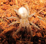 Kotzman Bird Eating Spiders - Amazing Amazon
