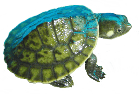 Kreft's River Turtle - Amazing Amazon
