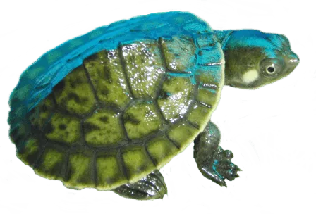Kreft's River Turtle