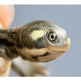 Kreft's River Turtle - Amazing Amazon