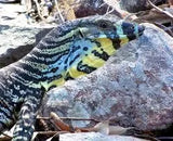Lace Monitor - Amazing Amazon
