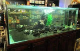 Large Display Tanks - Amazing Amazon