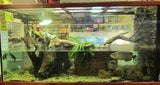 Large Display Tanks - Amazing Amazon