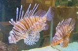 Large Display Tanks - Amazing Amazon