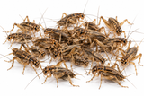 Large live crickets bulk 1500 reptile feeder insects