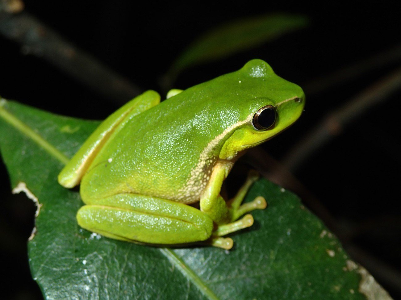 Leaf Green Tree Frog (Litoria phyllochroa)