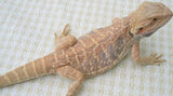 Leatherback Bearded Dragons - Amazing Amazon
