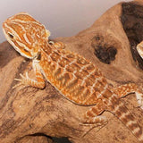 Leatherback Bearded Dragons - Amazing Amazon