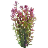 Live Aquarium Plant Pink Baby Tears - Amazing Amazon