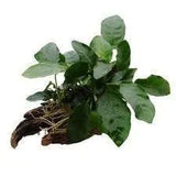 Live Aquatic Plants - Amazing Amazon