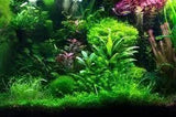 Live Aquatic Plants - Amazing Amazon