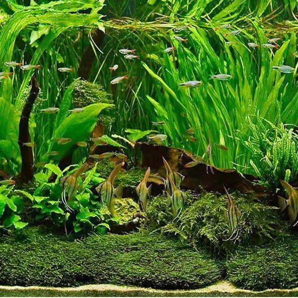 The Many Benefits of Live Aquarium Plants - Alsip Home & Nursery