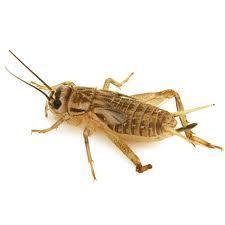 Live Crickets Baby/Pinheads - Amazing Amazon