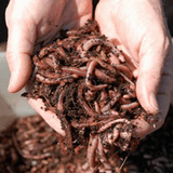 Live Earthworms (1000) - Amazing Amazon