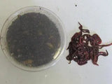 Live Earthworms 40g - Amazing Amazon