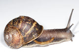 Live Garden Snails - Amazing Amazon