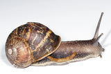 Live Garden Snails - Amazing Amazon