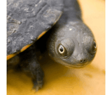 Long Neck Turtle Care - Amazing Amazon