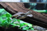 Macleay River Turtle - Amazing Amazon