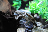 Macleay River Turtle - Amazing Amazon