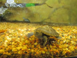 Macleay River Turtle - Amazing Amazon