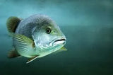 Mangrove Jack - Amazing Amazon