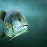 Mangrove Jack - Amazing Amazon