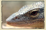 Mangrove Monitor - Amazing Amazon
