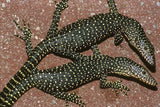 Mangrove Monitor - Amazing Amazon