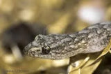Marbled Gecko - Amazing Amazon