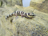 Marbled Velvet Geckos - Amazing Amazon