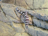 Marbled Velvet Geckos - Amazing Amazon