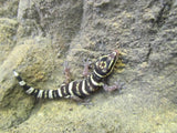 Marbled Velvet Geckos - Amazing Amazon