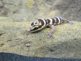 Marbled Velvet Geckos - Amazing Amazon