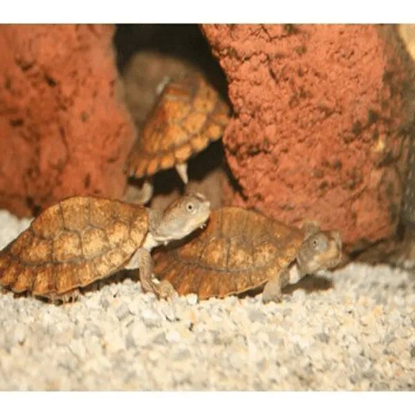 Shop Pet turtles for sale in Melbourne at Amazing Amazon