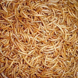 Mealworms Regular 50g - Amazing Amazon