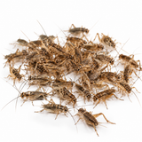 Medium live crickets bulk 1500 15 to 20mm reptile feeder insects