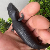 Melanistic (Black) Blue Tongue Lizards - Amazing Amazon