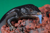 Melanistic (Black) Blue Tongue Lizards - Amazing Amazon