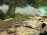 Mertens Water Monitor - Amazing Amazon