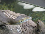 Mertens Water Monitor - Amazing Amazon